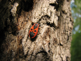 Bedbug-soldier on a tree trunk, super macro mode