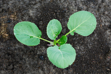 young cabbage growing