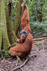 Sumatran wild orangutan in Gunung Leuser National Park in Northern Sumatra, Indonesia