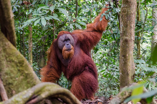 Sumatran wild orangutan in Gunung Leuser National Park in Northern Sumatra, Indonesia