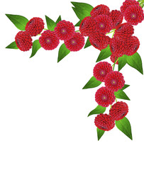 Dahlia flower isolated on white background