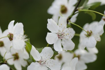 Flower.