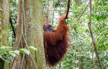 Sumatran wild orangutan in Gunung Leuser National Park in Northern Sumatra, Indonesia © lenisecalleja