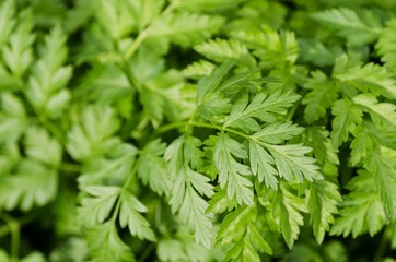 Parsley.