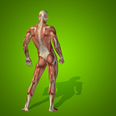 Conceptual 3D human man health anatomy