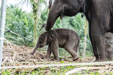 Sumatran elephants in Tangkahan Sumatra Indonesia - 96253699