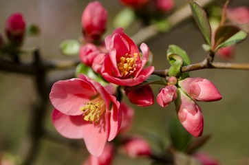 Obraz premium Spring.