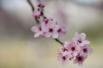 Fototapeta premium Flower.