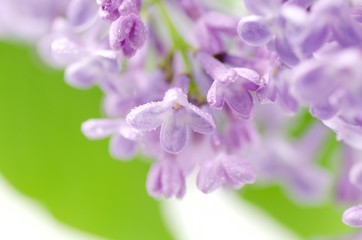 Obraz premium Flower.