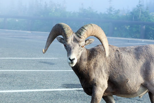 Portrait of Bighorn sheep (Ovis canadensis) in the parking lot e