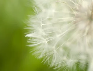 Rolgordijnen Dandelion. © BillionPhotos.com