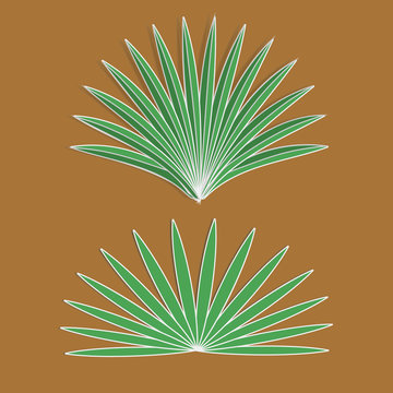 Vector  aloe