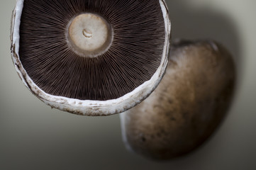 Mushroom © photographyfirm