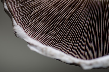 Mushroom