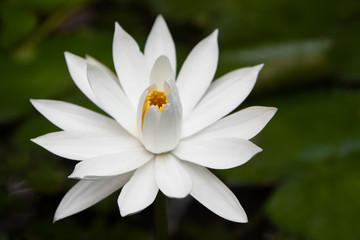 White water-lily in pond close-up