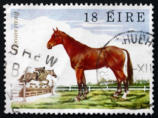 Postage stamp Ireland 1981 Show-jumper Boomerang, Horse