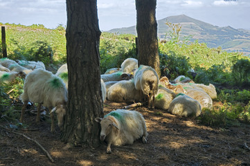 PAYS BASQUE