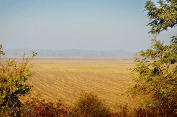 panoramic view of wheat field