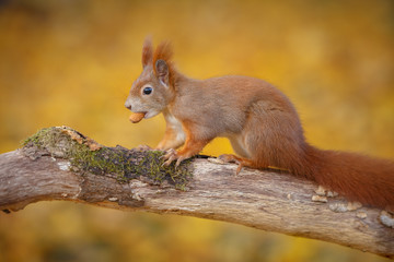 Naklejka na ściany i meble Cheeky red squirrel in fall