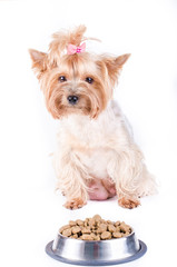 Yorkshire terrier mom and plate with dog food, isolated on white.