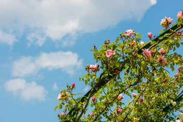 Bush of beautiful roses in a garden