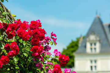 Fototapeta na wymiar Bush of beautiful roses in a garden