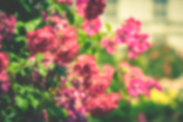 Bush of beautiful roses in a garden