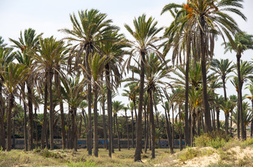 Fototapeta premium Date palms