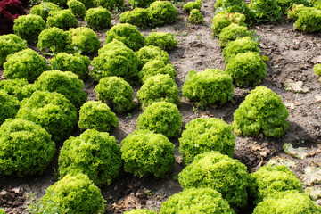 Lollo bionda Produktion