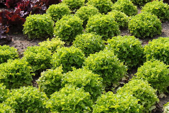 Lollo bionda Produktion