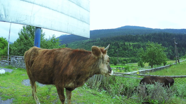 Cow on city street