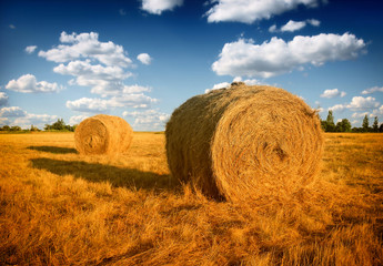 Hay bale in the countryside