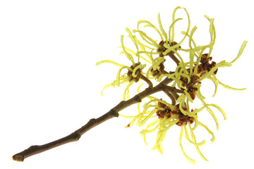 blühende Zaubernuß oder Hamamelis vor weißem Hintergrund