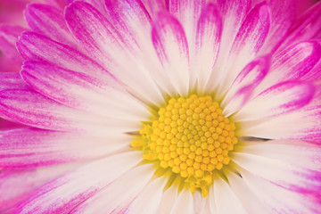 Pink and white chrysanthemum