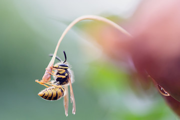 Hanging wasp