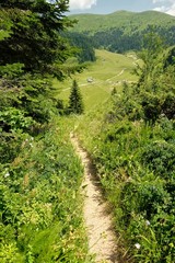 Fototapeta na wymiar Trail In Biogradska Gora National Park, Montenegro
