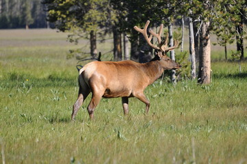 Elk with large horns, Yellowstone National Park.