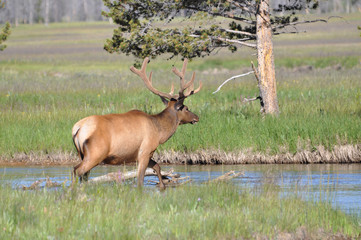 Elk with large horns, Yellowstone National Park.