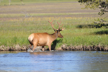 Male elk with large horns, Yellowstone National Park.