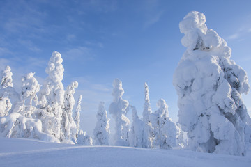Wintry forest landscape with snow covered trees in a clear winter day in Northern Finland