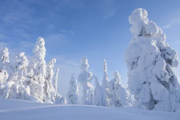 Fotobehang Wintry forest landscape with snow covered trees in a clear winter day in Northern Finland © Kersti Lindström