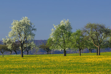 Obraz premium Frühling