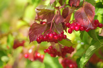 Гроздья красной калины.