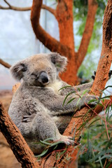 schlafender Koala auf einem Ast