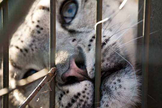 snow leopard in the zoo