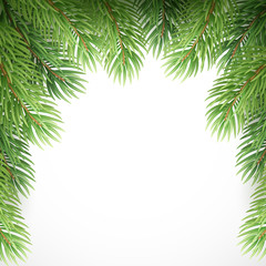 Green spruce branches like Christmas frame. Vector illustration
