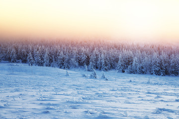 Beautiful landscape of sunset in winter forest