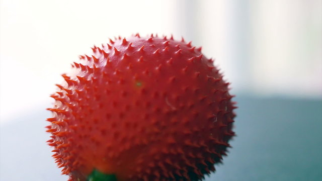 Video Spring Bitter Cucumber, Momordica cochinohinensis Spring red ripe spiky medical benefit fruit