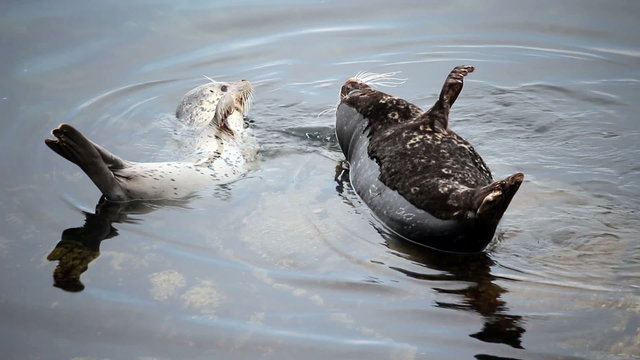 Two Seals Sharing Rock One Fussing At The Other
