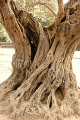 Fototapeta na wymiar tronc d'olivier